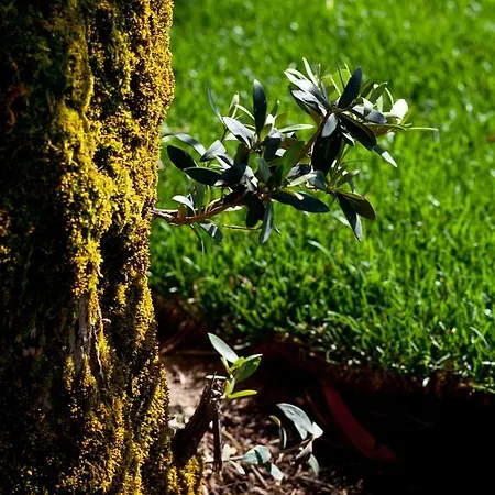 Green Club *
